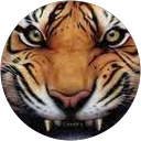 John Pigerson profile picture